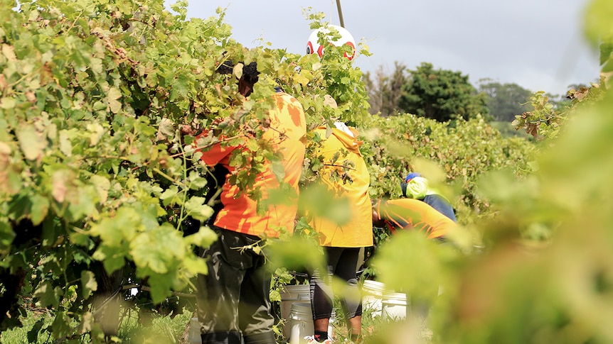 A group of pickers pick grapes wearing high vis shirts and surrounded by vines.