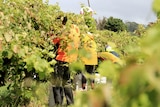 A group of pickers pick grapes wearing high vis shirts and surrounded by vines.