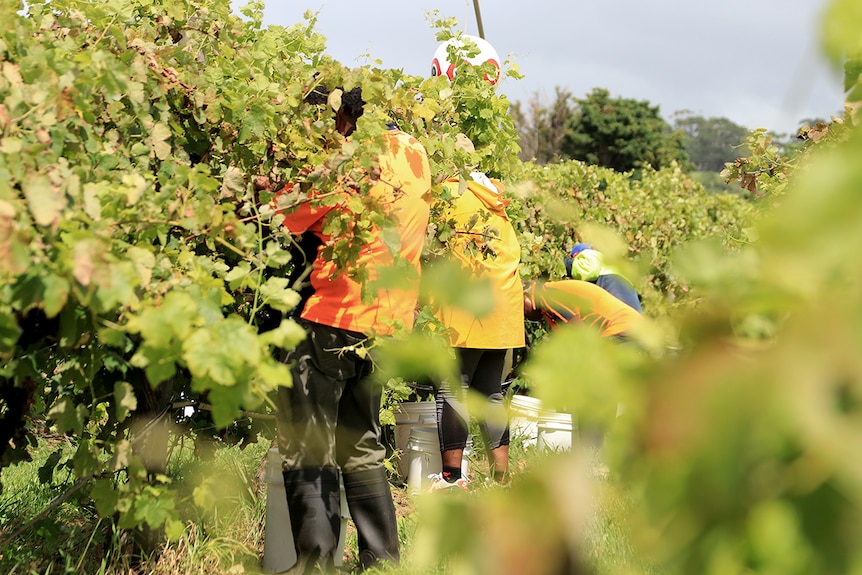 A group of pickers pick grapes wearing high vis shirts and surrounded by vines.