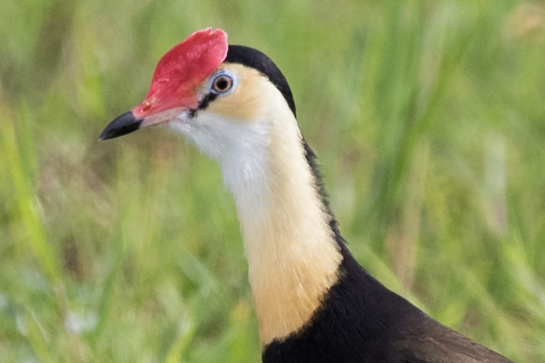 Comb-crested jacana