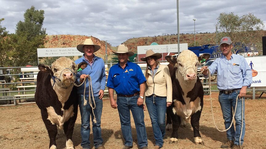 Tom Honner holds a bulls beside Ben and Nicole Hayes from Undoolya Station, and Lachlan Day holds another bull