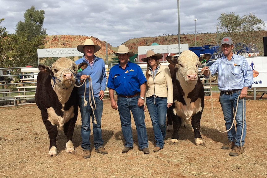 Tom Honner holds a bulls beside Ben and Nicole Hayes from Undoolya Station, and Lachlan Day holds another bull