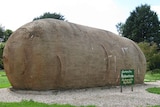 A 10 metre by 4 metre public sculpture of a brown potato lying on its side, with a sign 'Big Potato'.