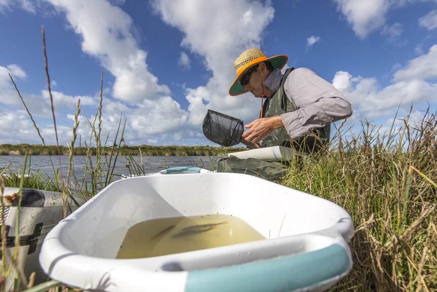 A researchers inspects a catch of fish.