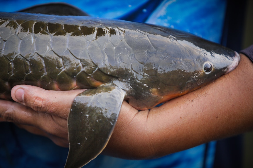Closeup of an Australian lungfish being held by a person.