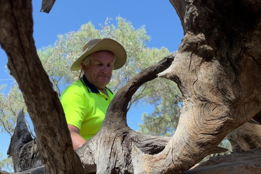 A man wearing a broad brimmed hat and hi-vis work short is looking at a stump from a tree.