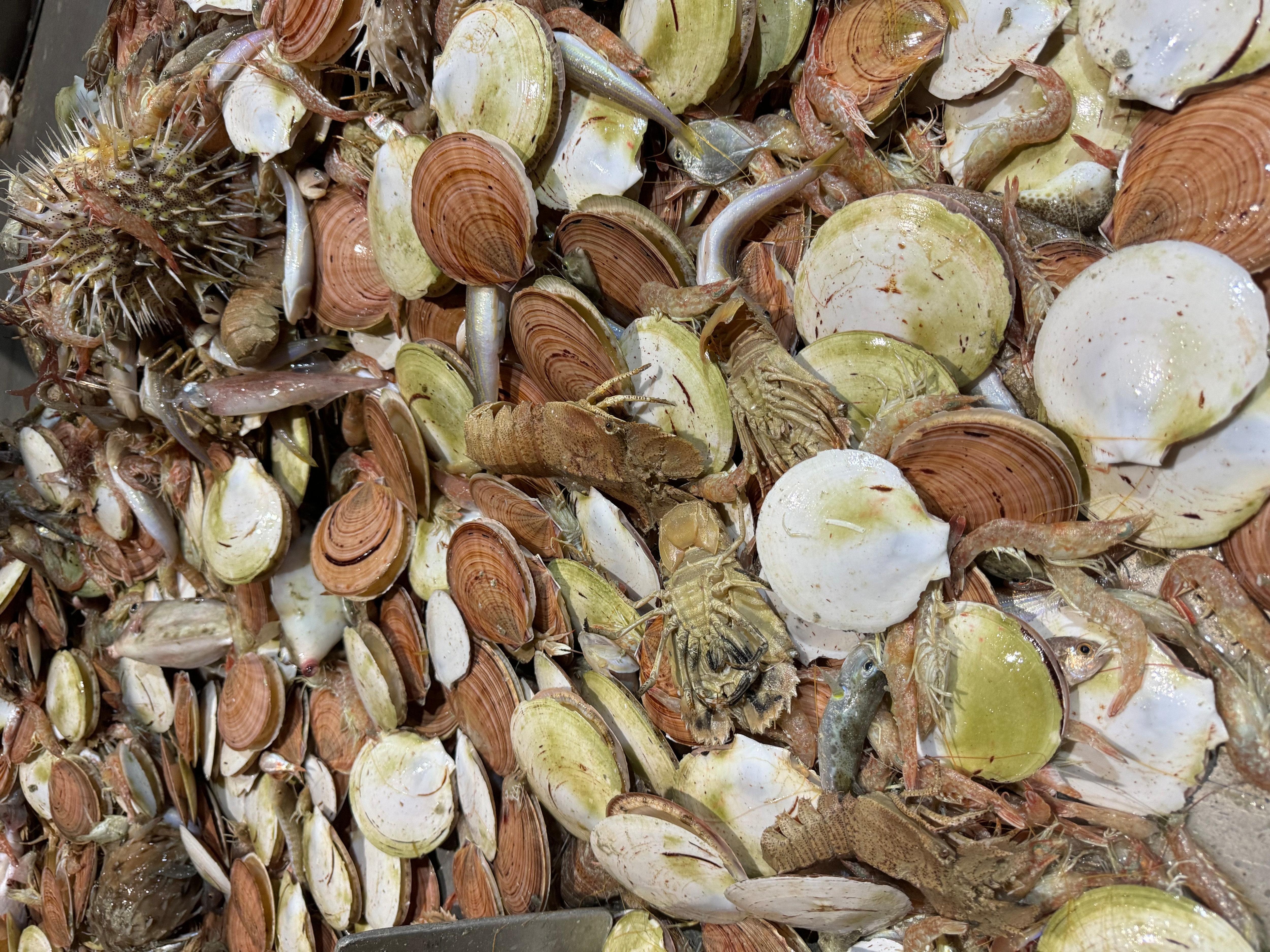 Una bandeja en la parte trasera de un barco pesquero con vieiras, escarabajos, camarones, erizos de mar y peces pequeños.