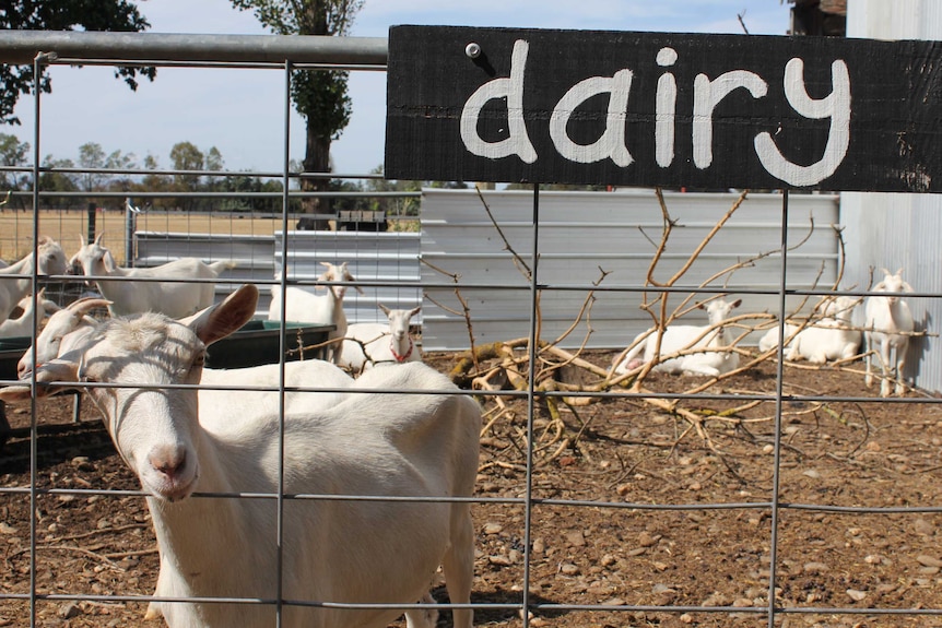 A goat peers through a gate that has a black dairy sign on it.