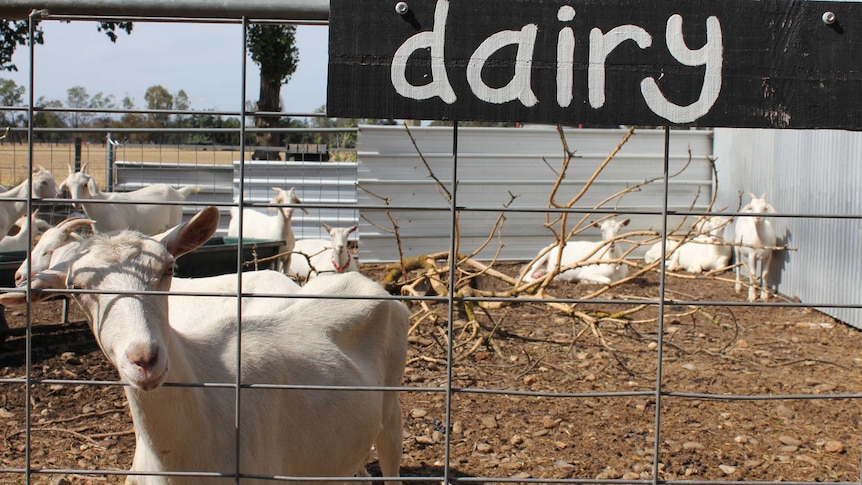 A goat peers through a gate that has a black dairy sign on it.