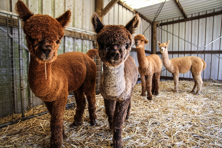Four baby alpacas in a shed.