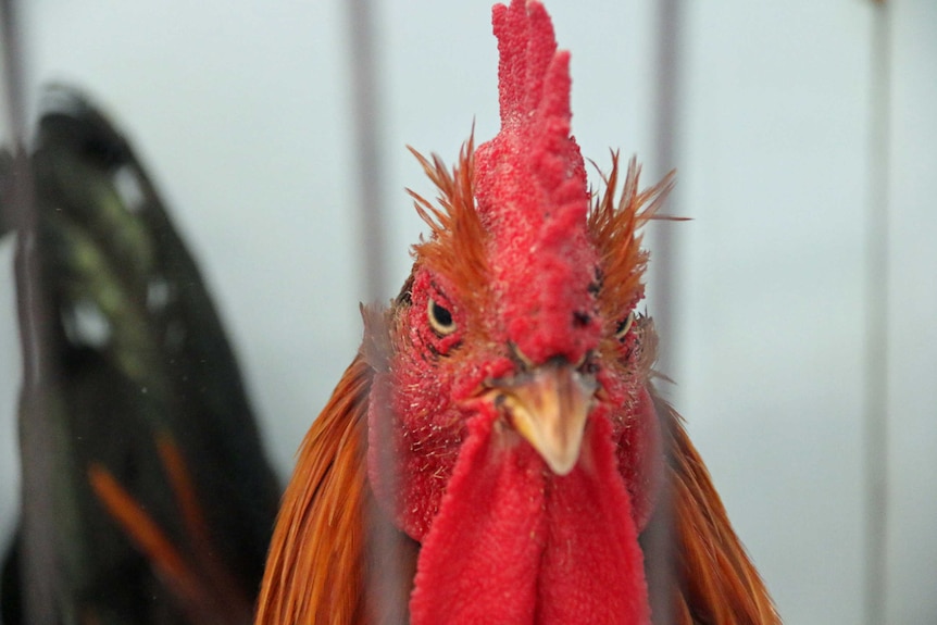 A rooster stares through the bars of a cage.