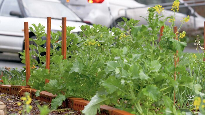 Vegetable garden with cars parked in background