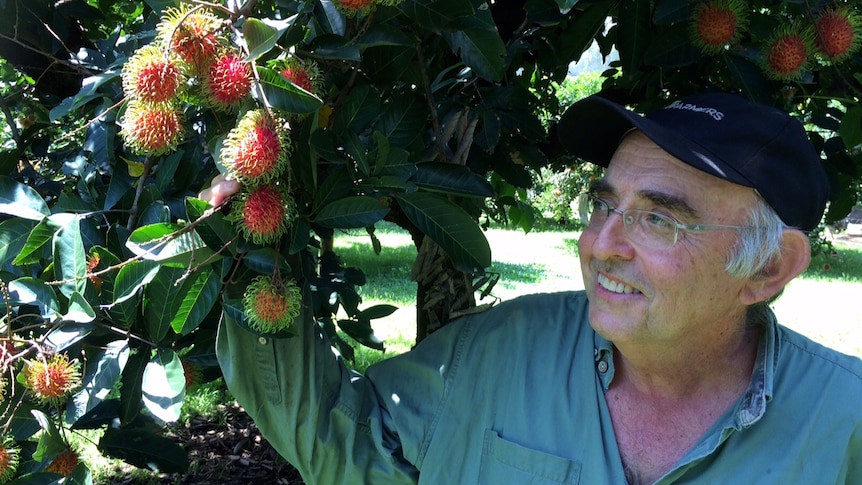 Kerry Eupene, wearing a cap, stands in a rambutan tree, looking at the red fruit and smiling