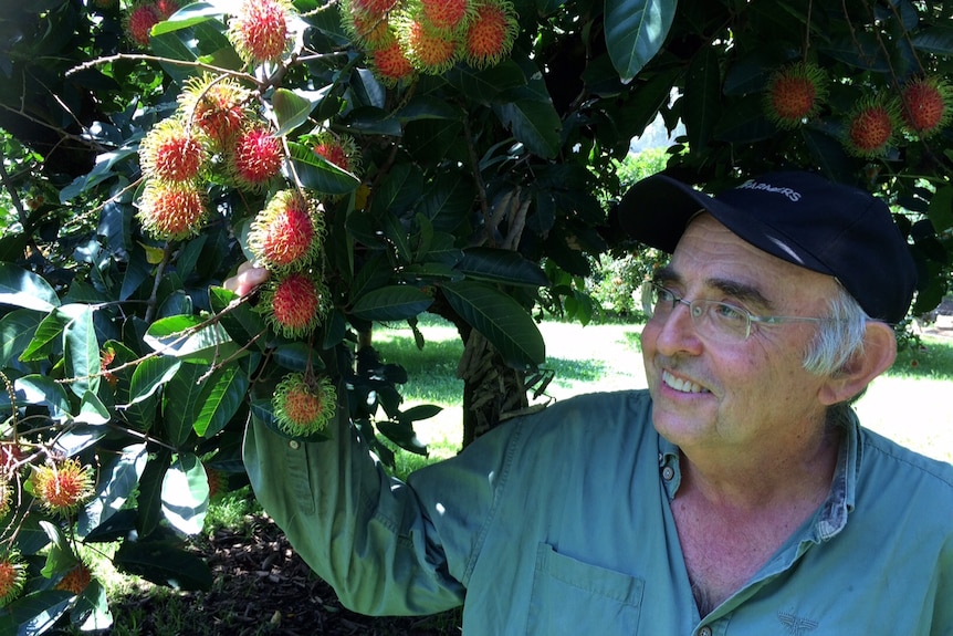 Kerry Eupene, wearing a cap, stands in a rambutan tree, looking at the red fruit and smiling