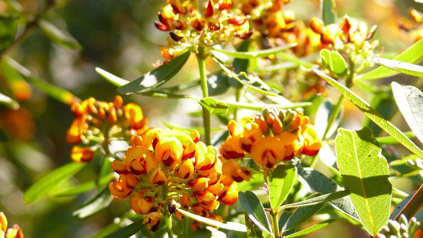 Native plant of the pea family showing flower clusters in gold and red