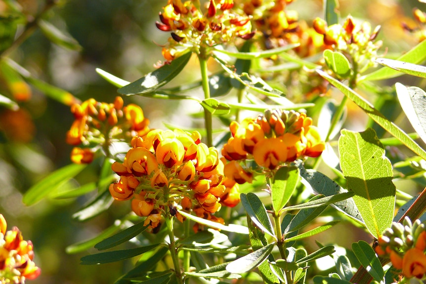 Native plant of the pea family showing flower clusters in gold and red