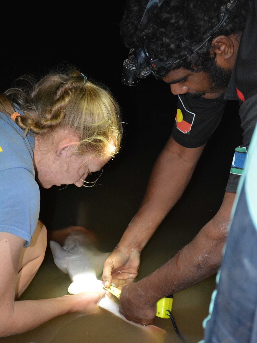 A scientist and an Indigenous ranger measure a sawfish