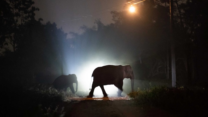 An elephant and its calf cross a roadway at night.