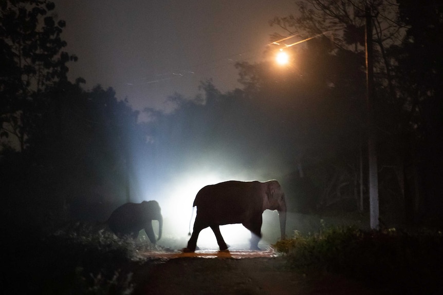 An elephant and its calf cross a roadway at night.