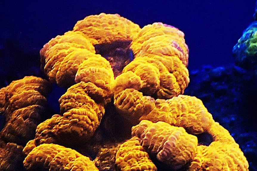 Deep sea coral 2