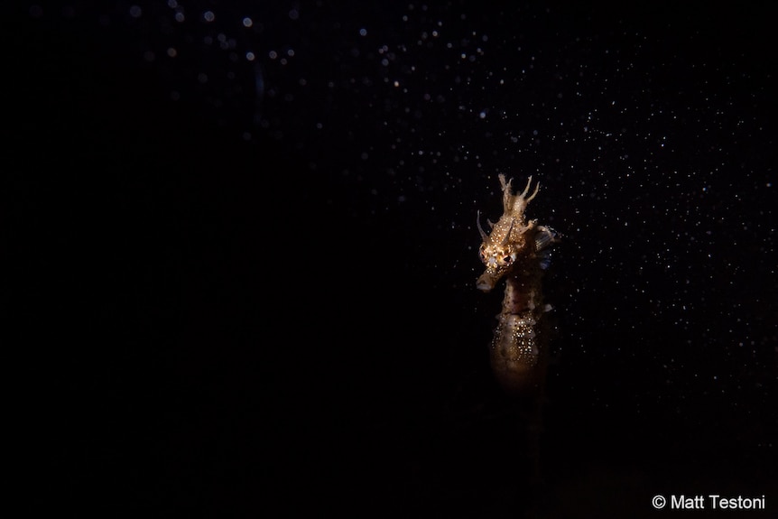 Seahorse in dark water.