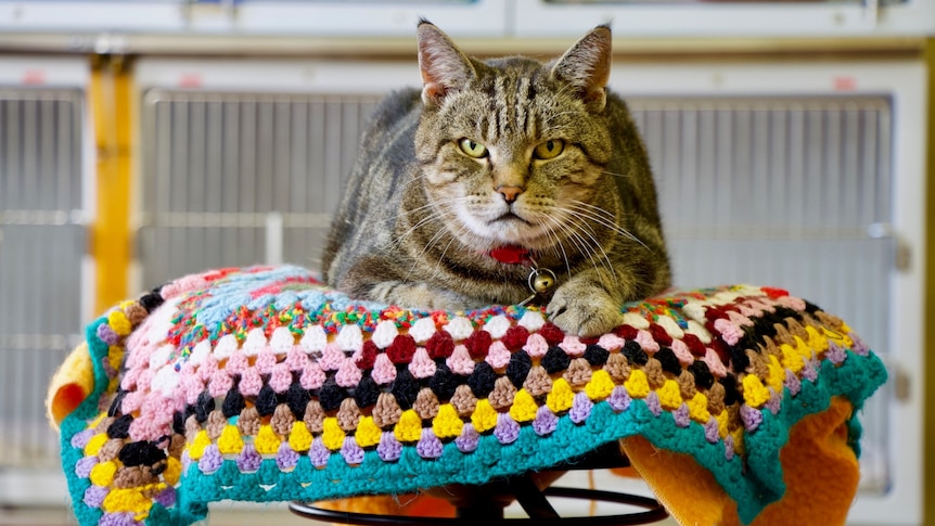 A tabby-coloured cat on a brightly-coloured crocheted blanket