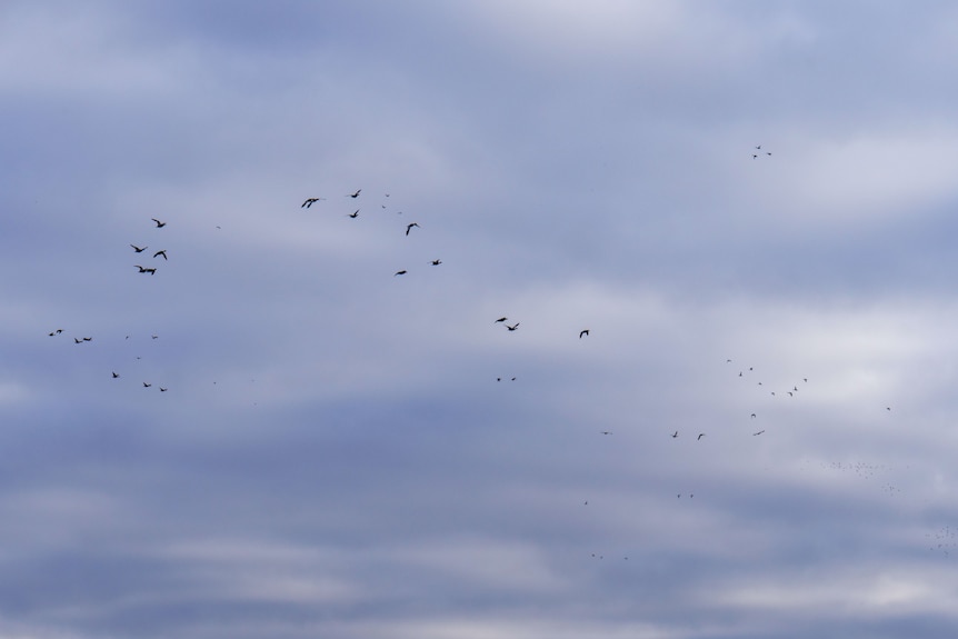 Birds flying with the sky in the background