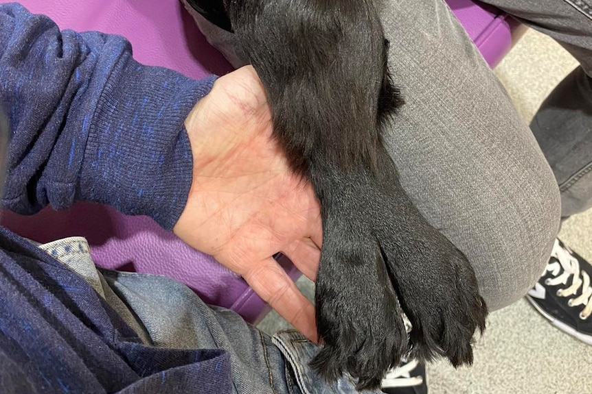 A human hand holds a dog's leg with two paws.