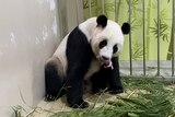 Giant panda Jia Jia with newborn cub