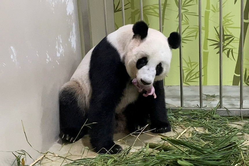 newborn baby giant panda