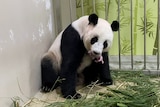 Giant panda Jia Jia with newborn cub