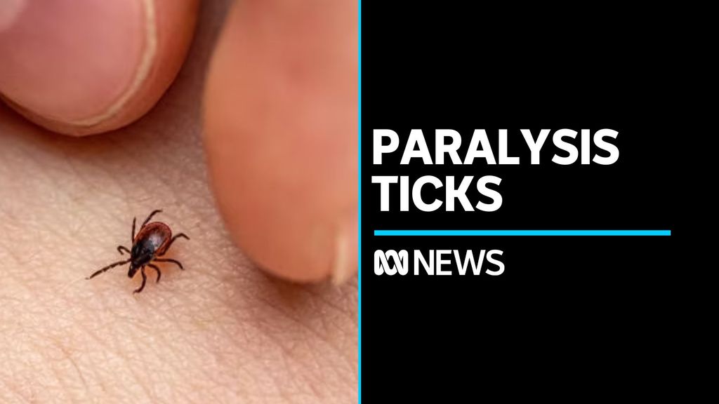 Pet owners warned of growing number of paralysis tick bites - ABC News