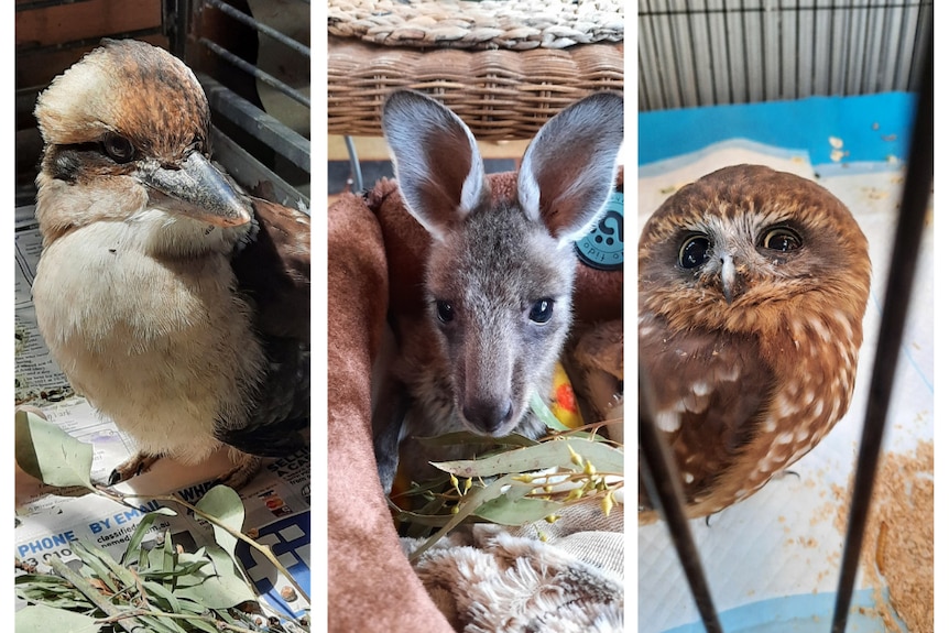 A collage of three photos: a kookaburra in a cage, a joey wrapped in a blanket, and a small owl in a cage