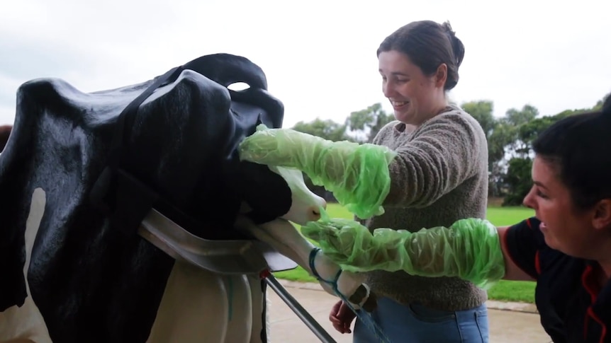 Agriculture teacher Rebecca Toleman standing with the cow simulator