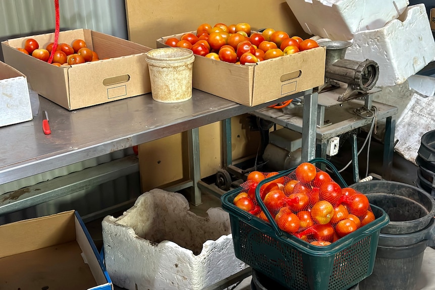 Piles of tomatoes in cardboard and plastic boxes on a metal bench and on the floor of a shed