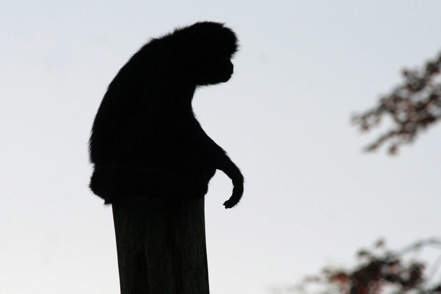 Silhouette of spider monkey