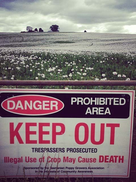 A sign warns trespassers to keep out of a poppy field in Tasmania.