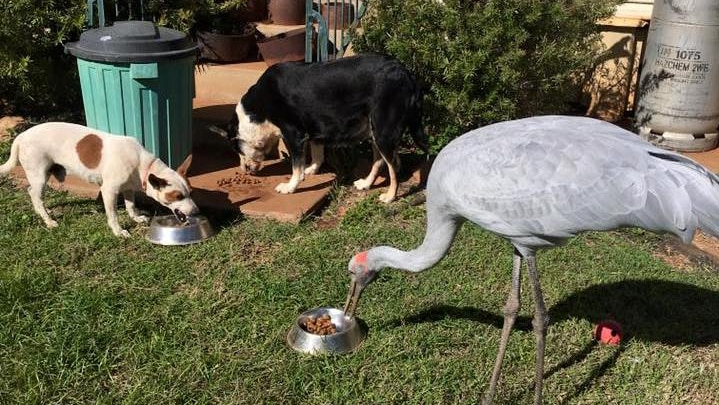 Brollie the Brolga eating dog biscuits out of a tin bowl.