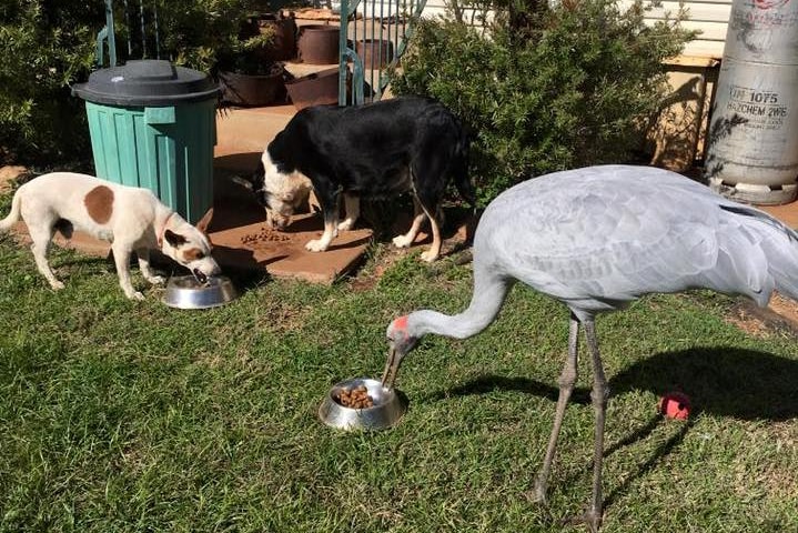 Brollie the Brolga eating dog biscuits out of a tin bowl.