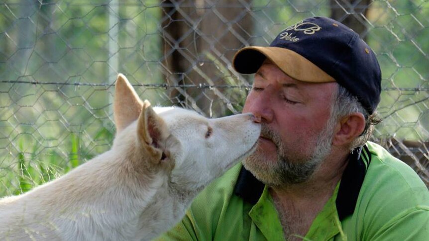 Dingo sanctuary owner Simon Stretton with one of the dingoes at the Durong Dingo Sanctuary