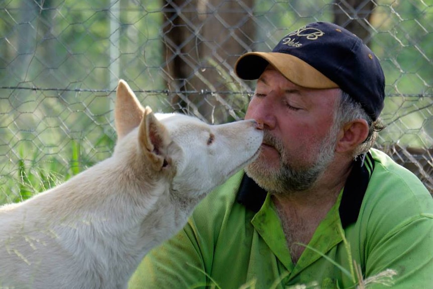 Dingo sanctuary owner Simon Stretton with one of the dingoes at the Durong Dingo Sanctuary