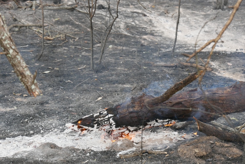 A burning branch on the ground.