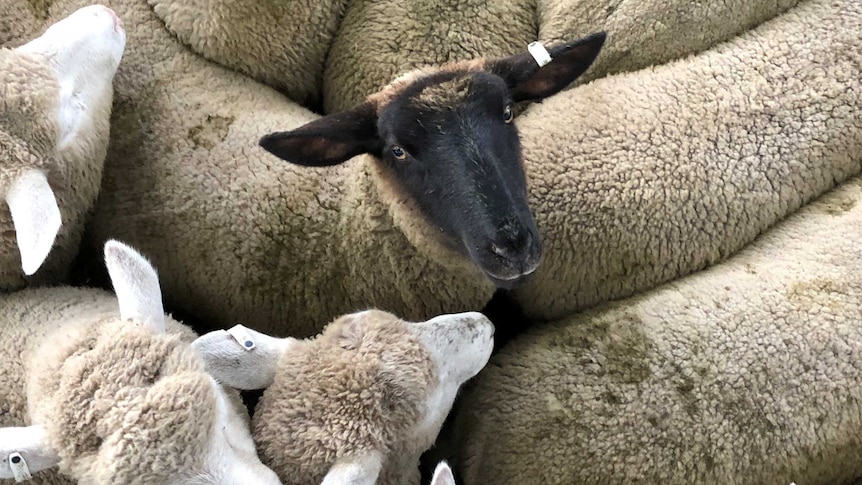 Electronic tags mandatory for sheep and goats