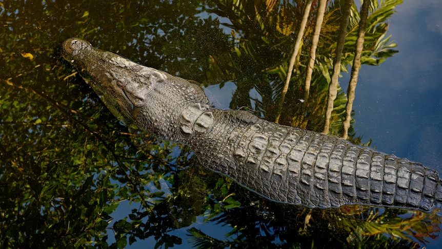 Hermès To Build Australia's Largest Crocodile Farm And Will Farm Their  Skins For Luxury Bags — Species Unite