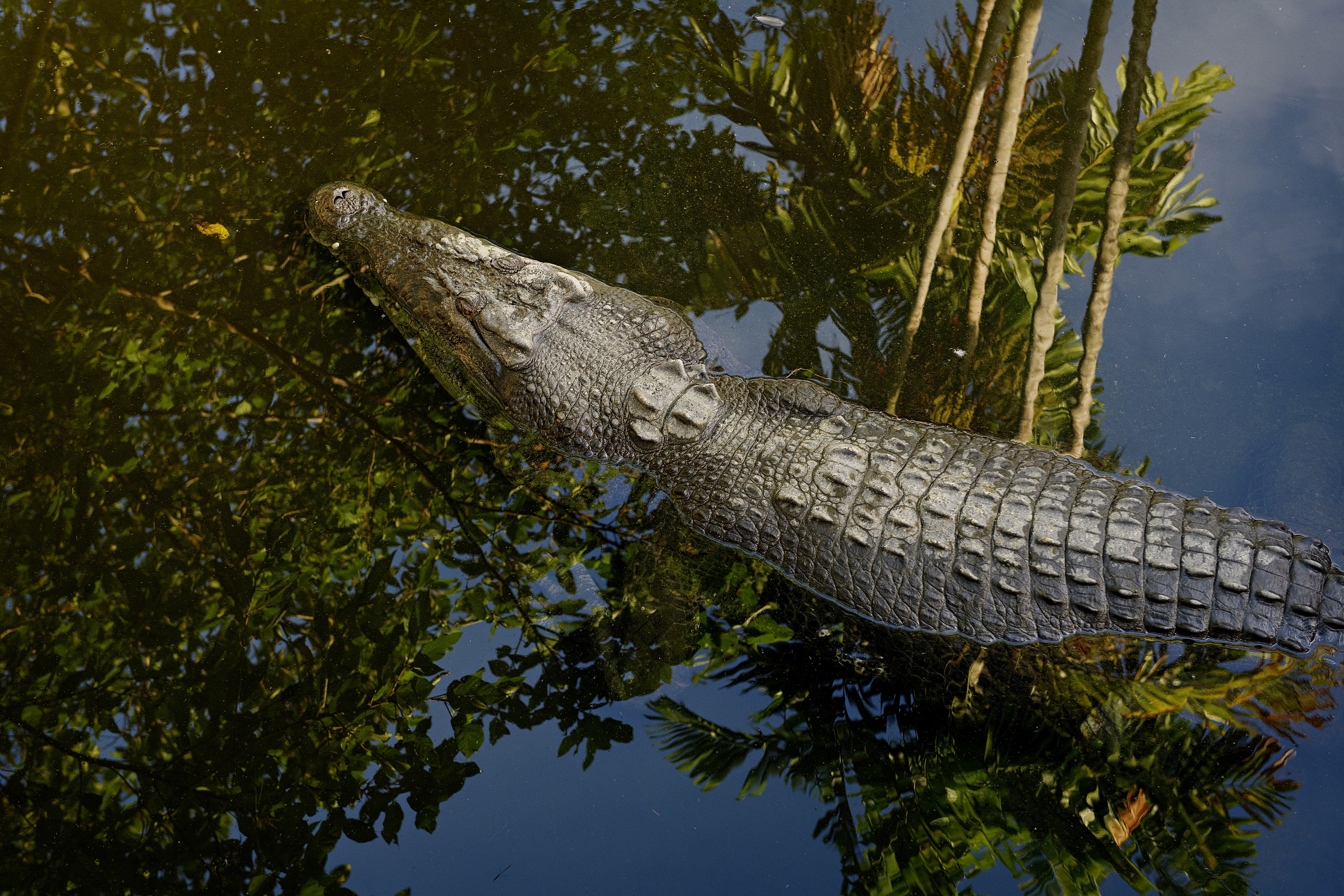 一只鳄鱼在 Crocodylus 公园游泳，树木倒映在水中。