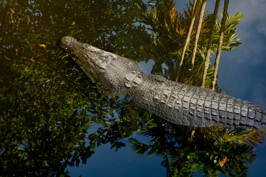A crocodile swims at Crocodylus Park with trees reflected in the water.