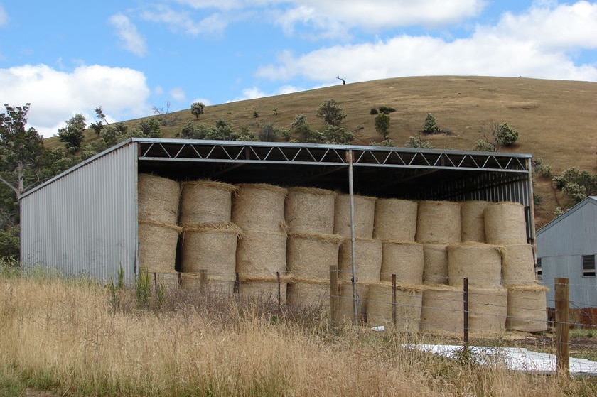 Hay shed full of round hay bales
