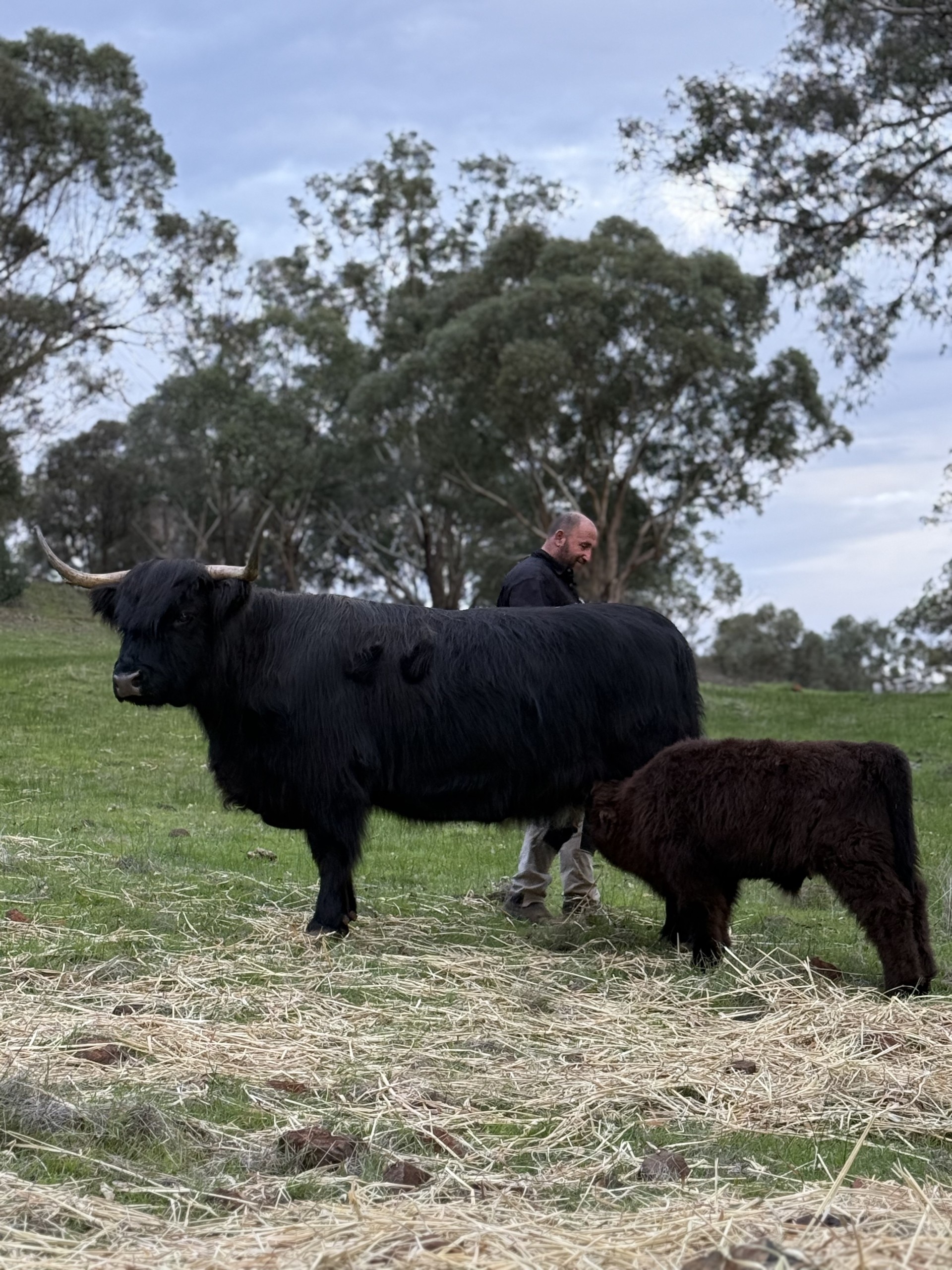 2 black cows and man standing behind cow 