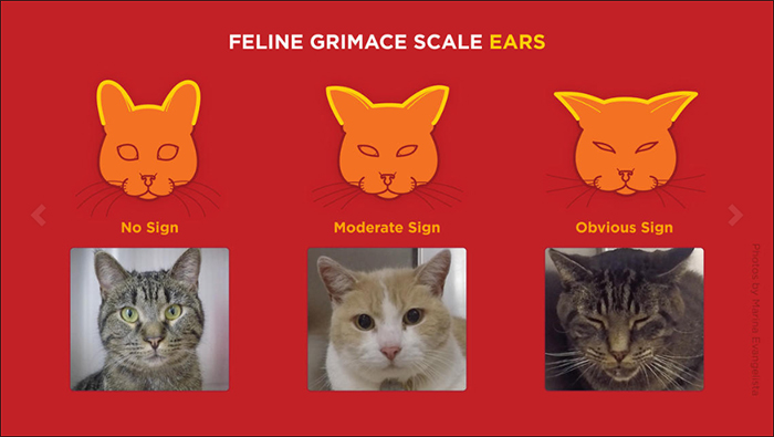 Three cat images with ears in different positions