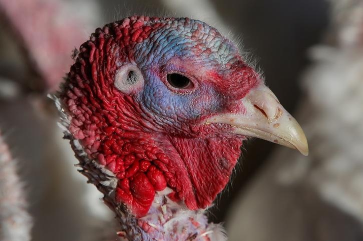 A close up photo of a Turkey's face.